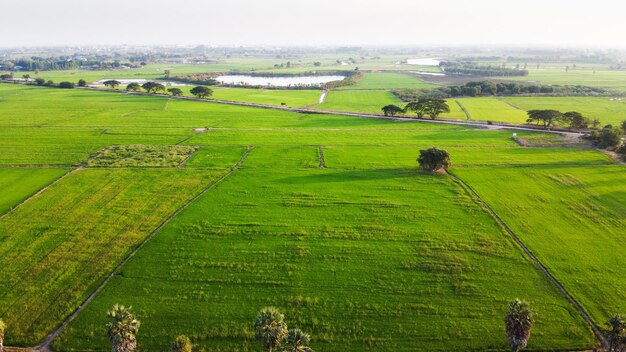 High angle view of agricultural field