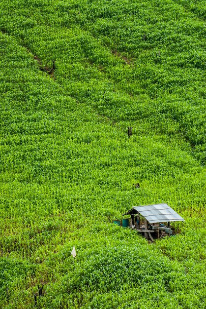 Foto vista ad alto angolo del campo agricolo