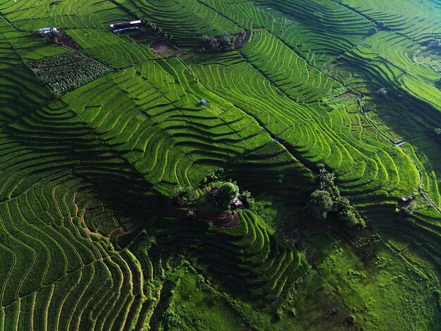 High angle view of agricultural field