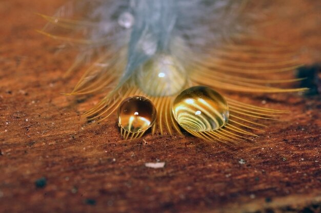 High angle view of an animal on beach