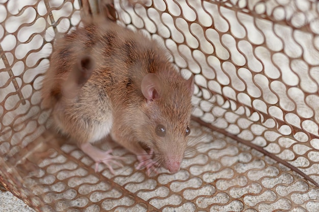 High angle view of an animal in cage