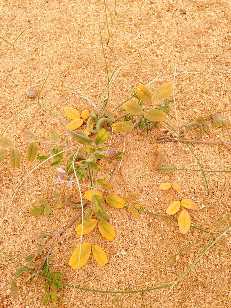 High angle view of animal on field