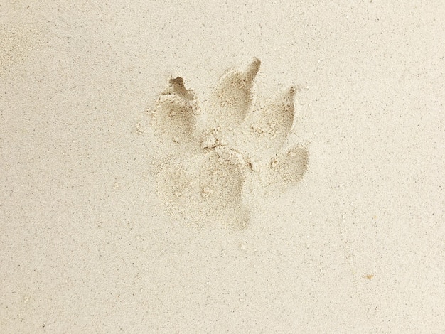 Foto vista ad alto angolo dell'impronta animale sulla sabbia della spiaggia