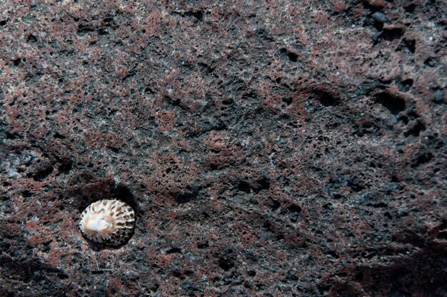 High angle view of animal shell on rock at beach