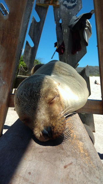 Foto vista ad alta angolazione di un animale che dorme sul legno