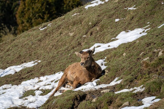 Foto vista ad alto angolo dell'animale su un campo coperto di neve