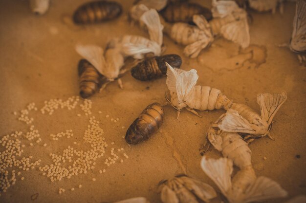 High angle view of animal on table