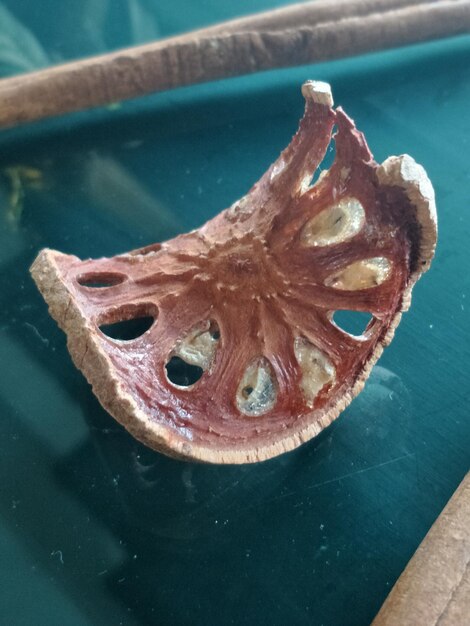 High angle view of an animal on the table