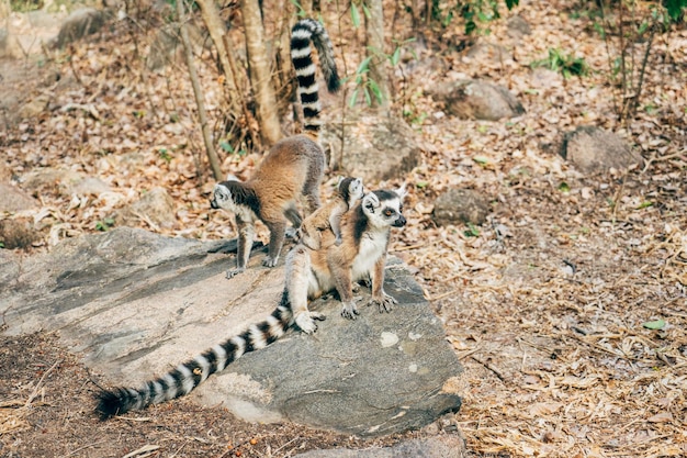 Foto vista ad alta angolazione di un animale