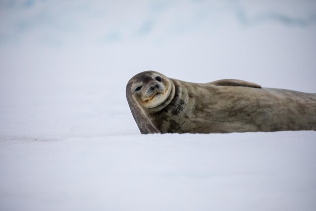 Foto vista ad alta angolazione di un animale