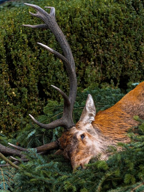 Foto vista ad alta angolazione di un animale