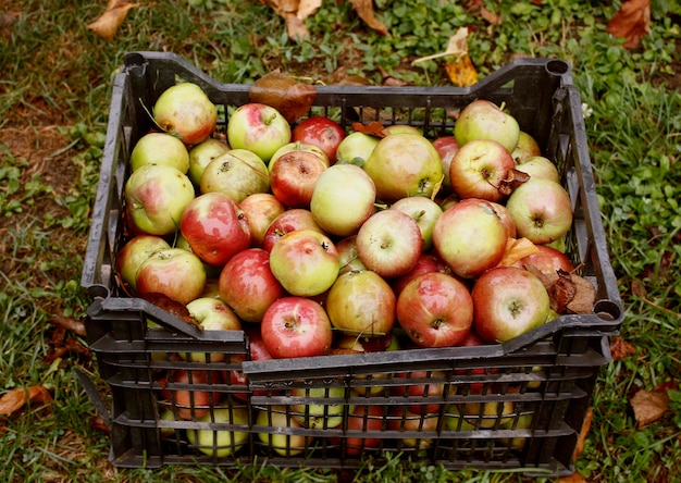 Photo high angle view of apples in basket