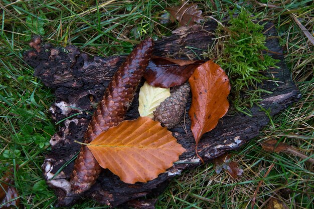 High angle view of autumn leaf on grass