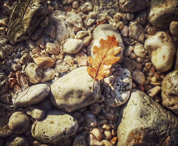 Photo high angle view of autumn leaf on rocks by stream