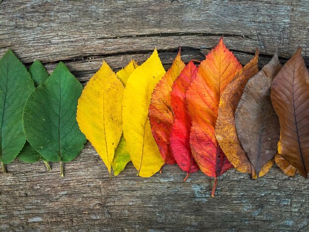 High angle view of autumn leaves arranged on wooden table