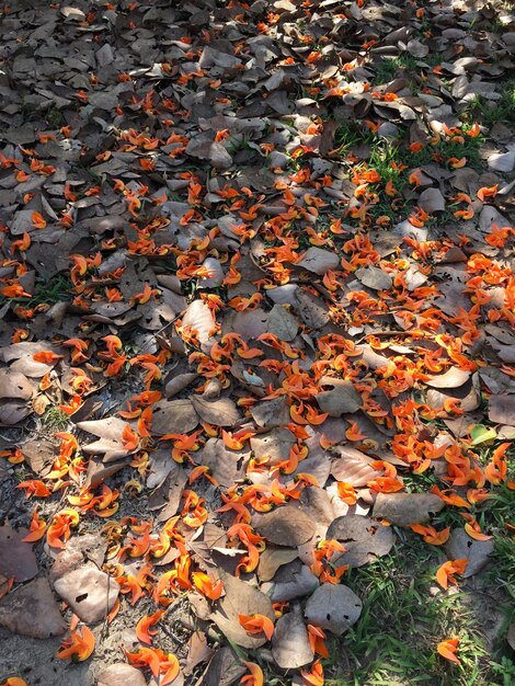 Photo high angle view of autumn leaves on field