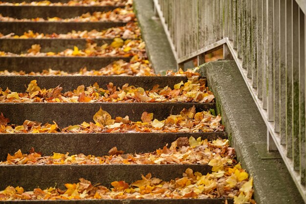 Foto vista ad alto angolo delle foglie d'autunno sul pavimento