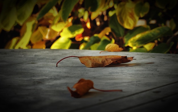 Foto vista ad alta angolazione delle foglie d'autunno sul molo
