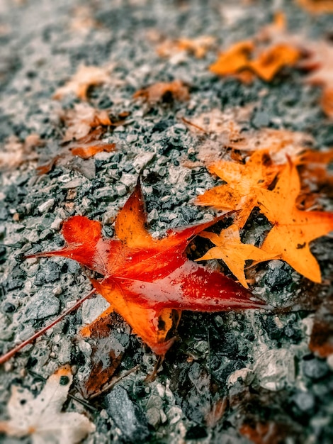 High angle view of autumn leaves on rock