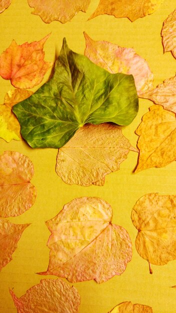 High angle view of autumn leaves on table