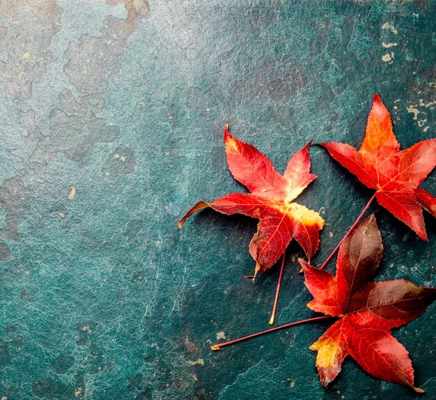 High angle view of autumn leaves on wood