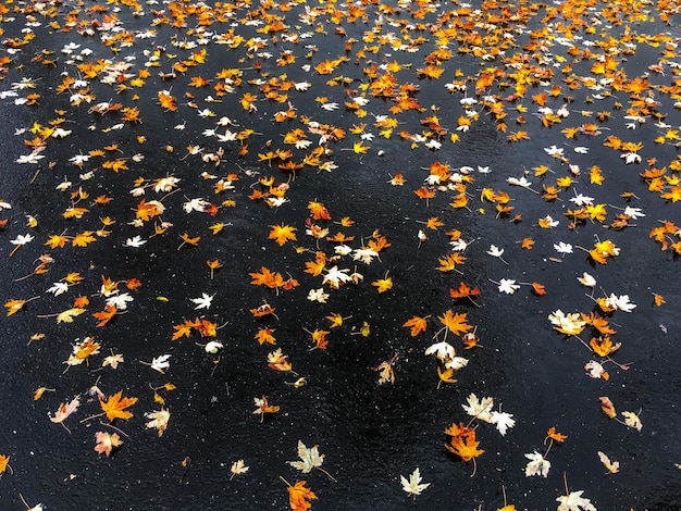 秋の葉の高角度の眺め