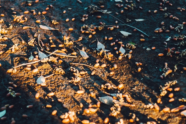 Photo high angle view of autumn leaves