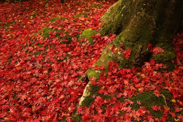 High angle view of autumn maple leaves on field by tree trunk