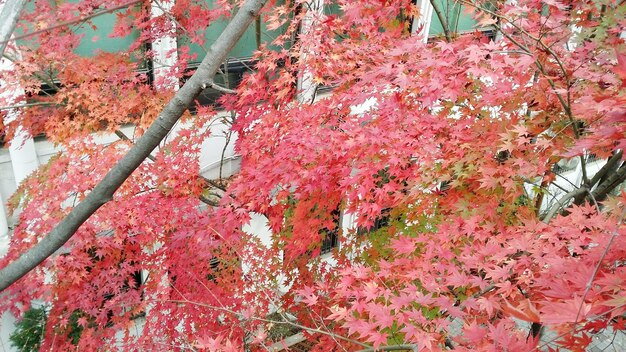 Высокоугольный вид осеннего дерева на здание