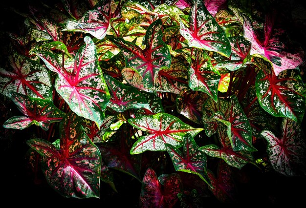Foto vista ad alto angolo delle foglie autunnali