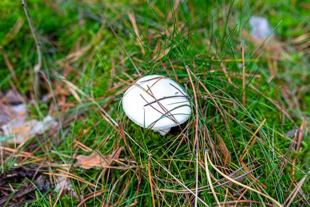 Photo high angle view of ball on field