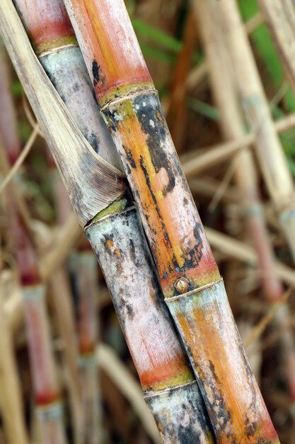 High angle view of bamboo on field in forest