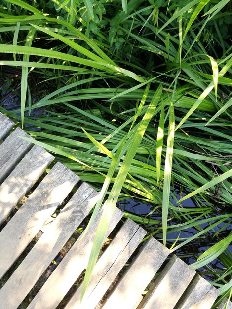 High angle view of bamboo on field