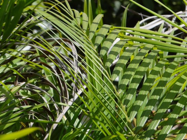 High angle view of bamboo plants on field