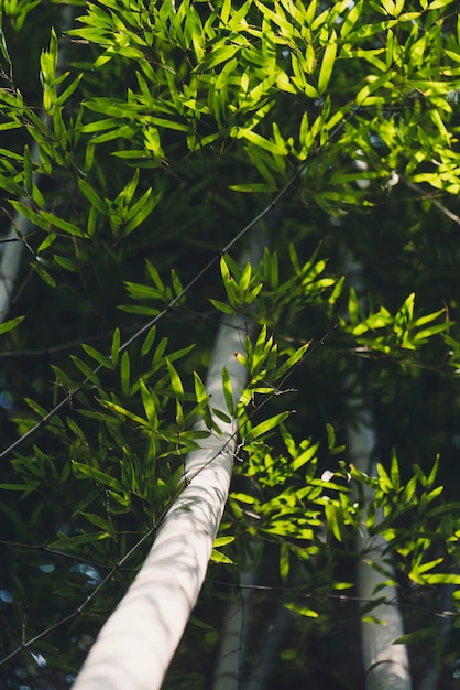 Foto vista ad alto angolo degli alberi di bambù