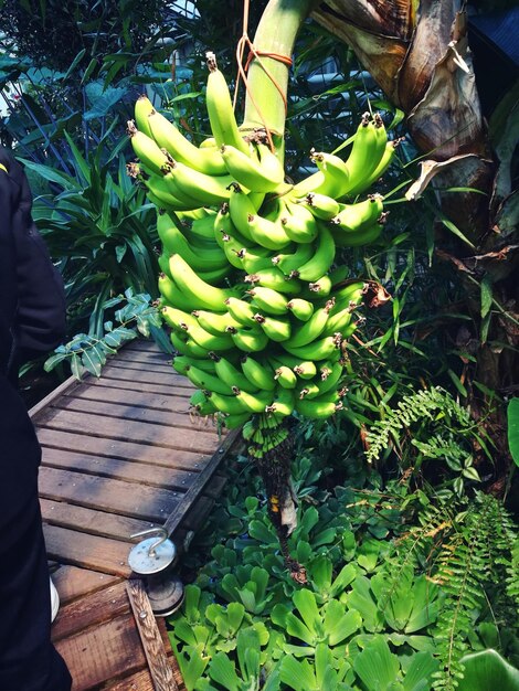 High angle view of banana tree