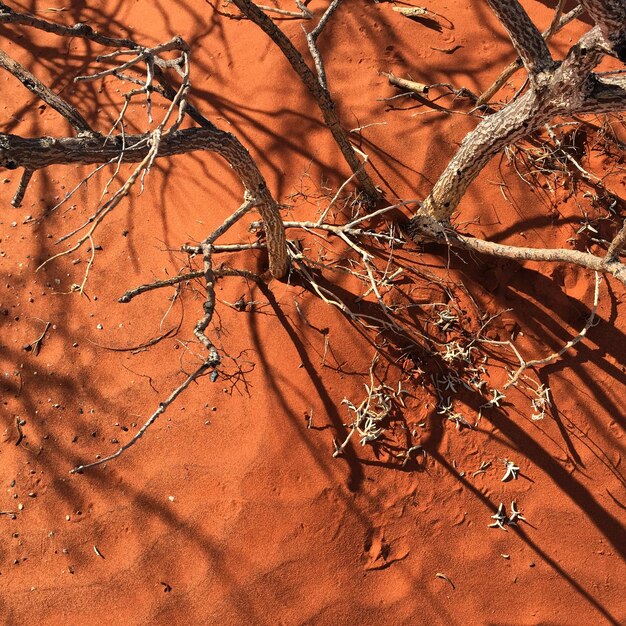 High angle view of bare tree in field