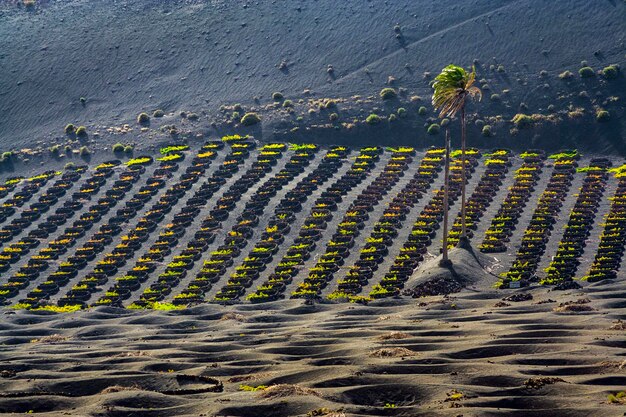 Foto vista ad alto angolo della spiaggia