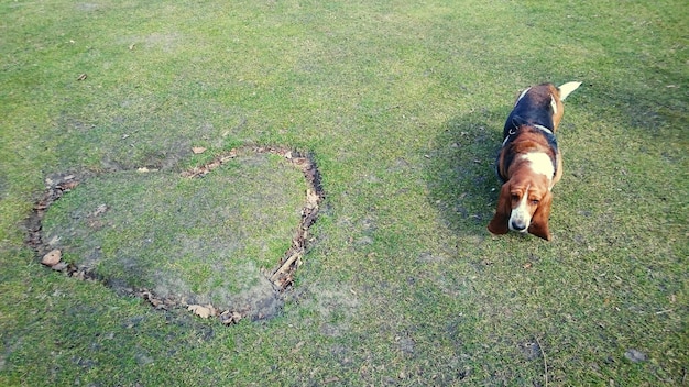 Foto vista ad alto angolo del beagle in forma di cuore sul campo