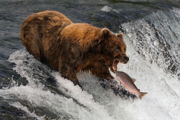 Photo high angle view of bear in river