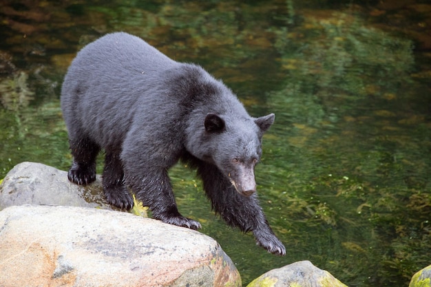 川の岩の上にあるクマの高角度の景色