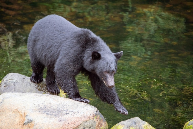 Photo high angle view of bear on rocks by river