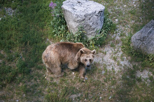 Foto vista ad alto angolo dell'orso