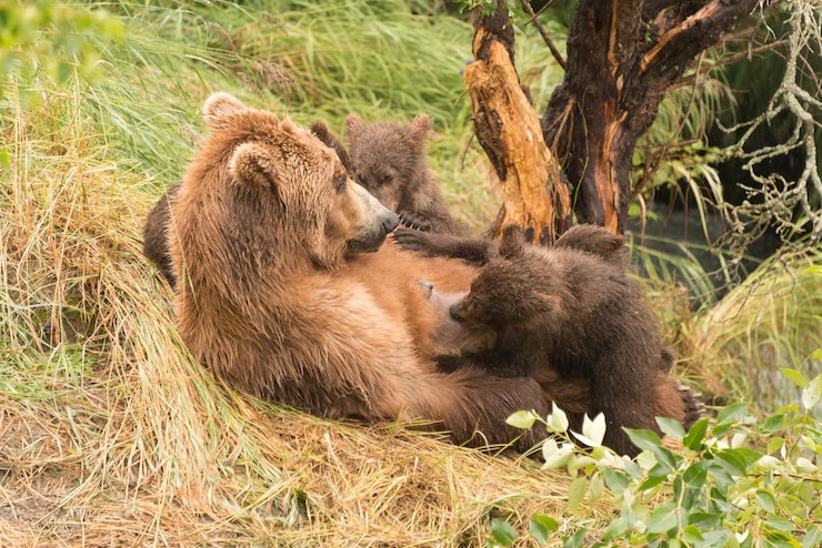 Photo high angle view of bears feeding in forest