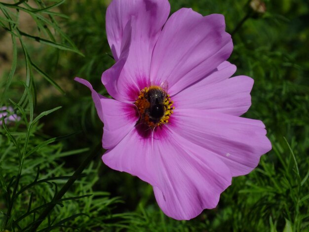 High angle view of bee on flower