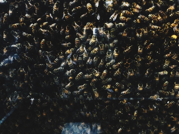 Photo high angle view of bee on leaf