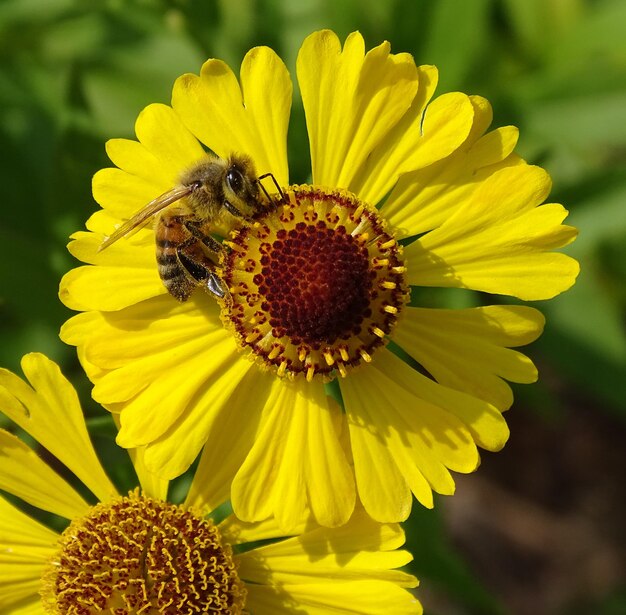 High angle view of bee pollinating on yellow flower