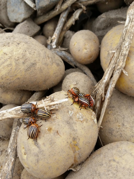 Photo high angle view of bee on rock