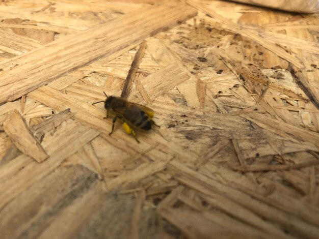 High angle view of bee on wood