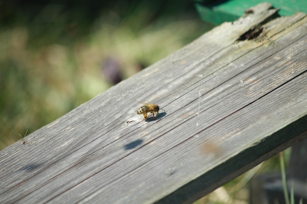 木製の板の上にあるミツバチの高角度の景色